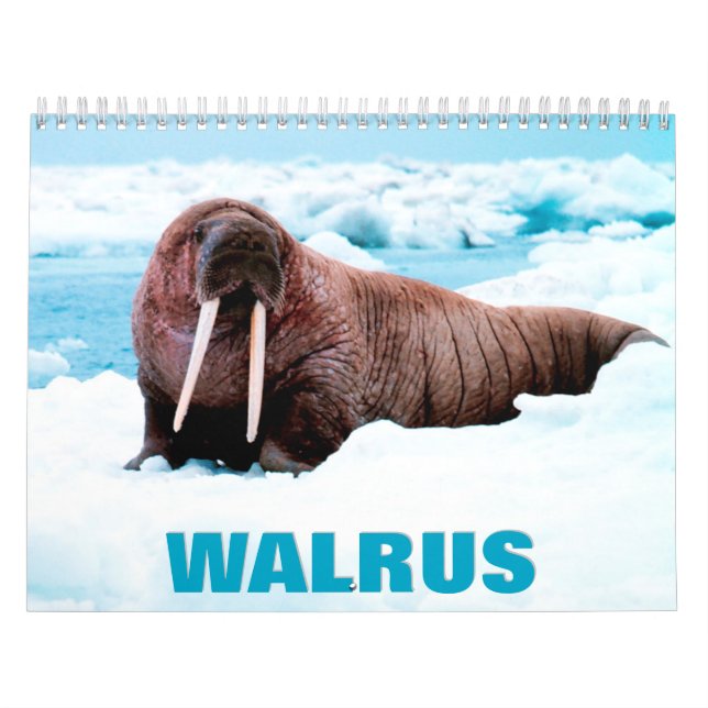 Walrus Wall Calendar Kalender (Omslag)