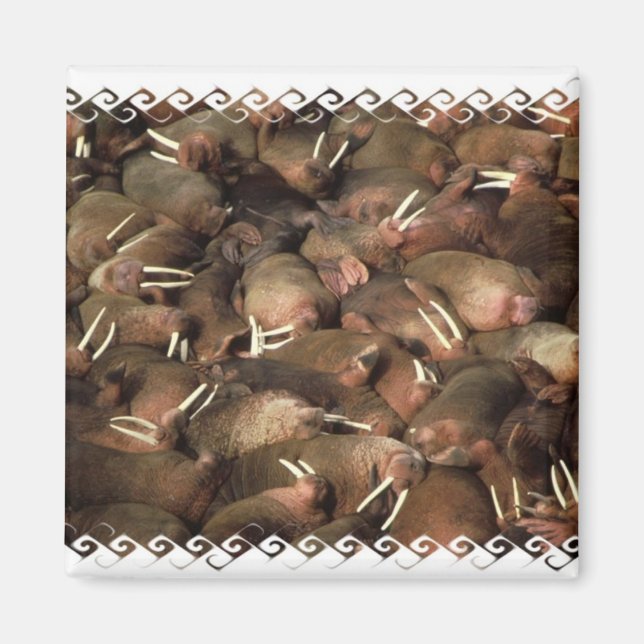 Walruses Square Magnet (Framsidan)