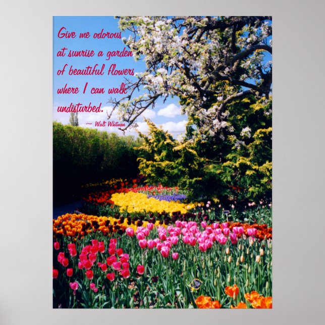 Walt Whitman Tulip Garden Poster (Framsidan)