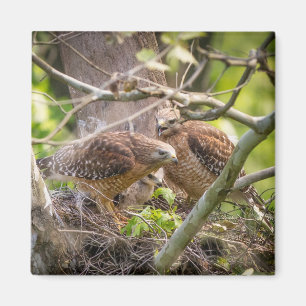 Walter Red Shoulder Hawk Magnet