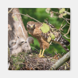 Walter Röda shoulder Hawk Magnet