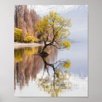 Wanaka Träd Autumn Nature Ligcape Poster