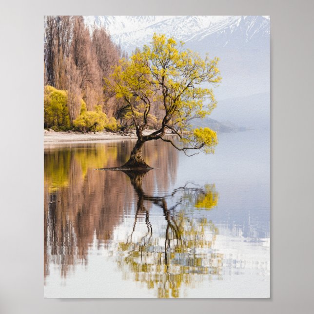 Wanaka Träd Autumn Nature Ligcape Poster (Framsidan)