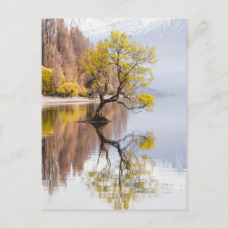 Wanaka Träd Autumn Nature Ligcape Vykort
