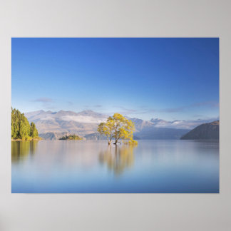 Wanaka Träd Nya Zeelands landskapsfoto Poster