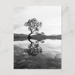 Wanaka Träd Nya Zeelands landskapsfoto Vykort