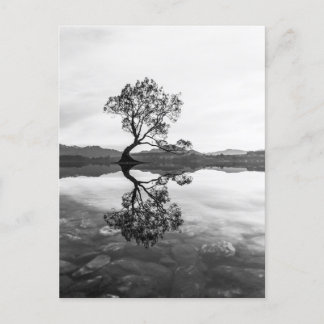 Wanaka Träd Nya Zeelands landskapsfoto Vykort