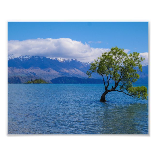 Wanaka Träd, Sjö Wanaka, NZ - Fototryck (Framsidan)