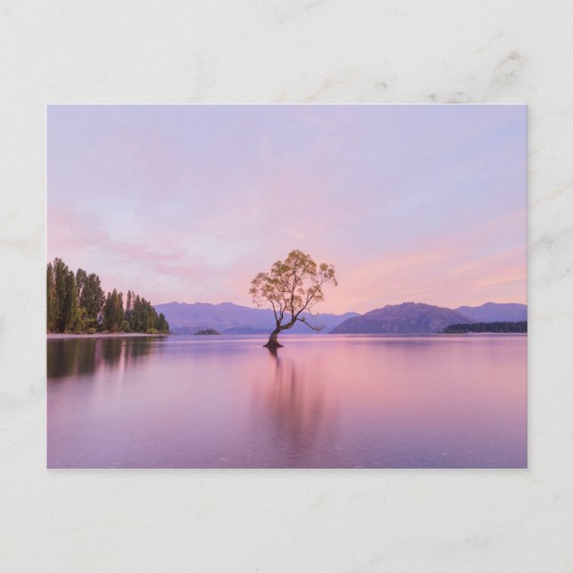 Wanaka Träd Sungrowth Nature Travel Photography Vykort (Framsida)