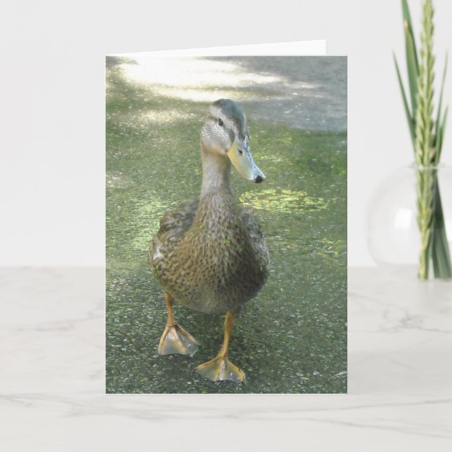 Wandering Anka Kort (Framsida)