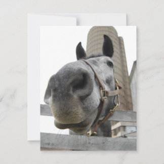 Wanna Horse Around Tack Kort