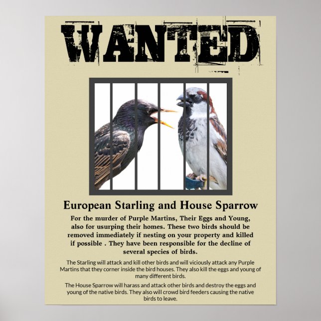 Wanted Starling och House Sparrow Poster (Framsidan)