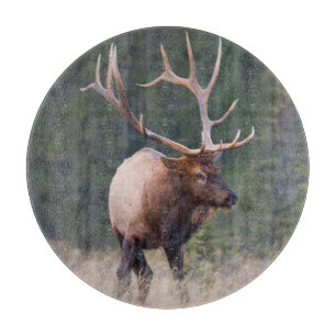 Wapiti