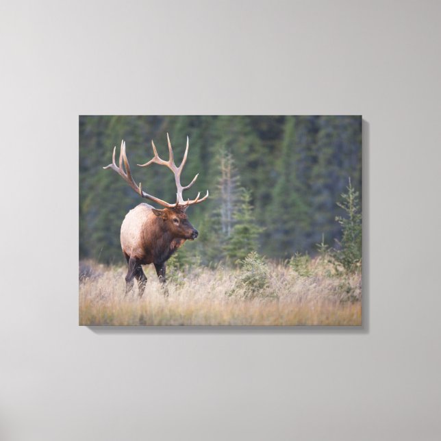 Wapiti Canvastryck (Framsida)