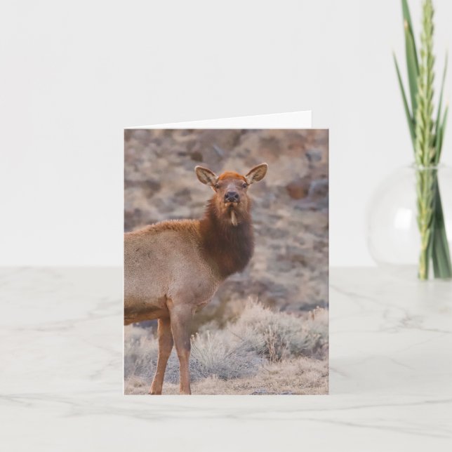Wapiti Dam - 4" x 5,6" Notkort Kort (Framsida)