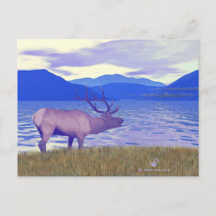 Wapiti (Elk) från Sjö Vykort