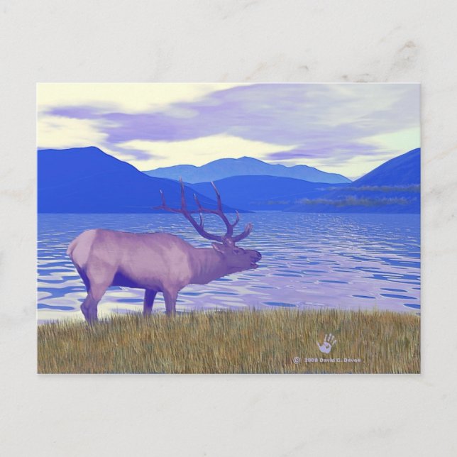 Wapiti (Elk) från Sjö Vykort (Framsida)