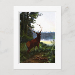 Wapiti eller Elk Vykort