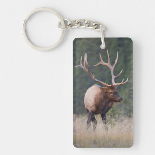 Wapiti från Klippiga bergen