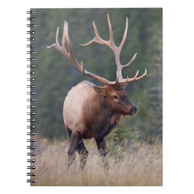 Wapiti från Klippiga bergen Anteckningsbok Med Spiral (Framsidan)