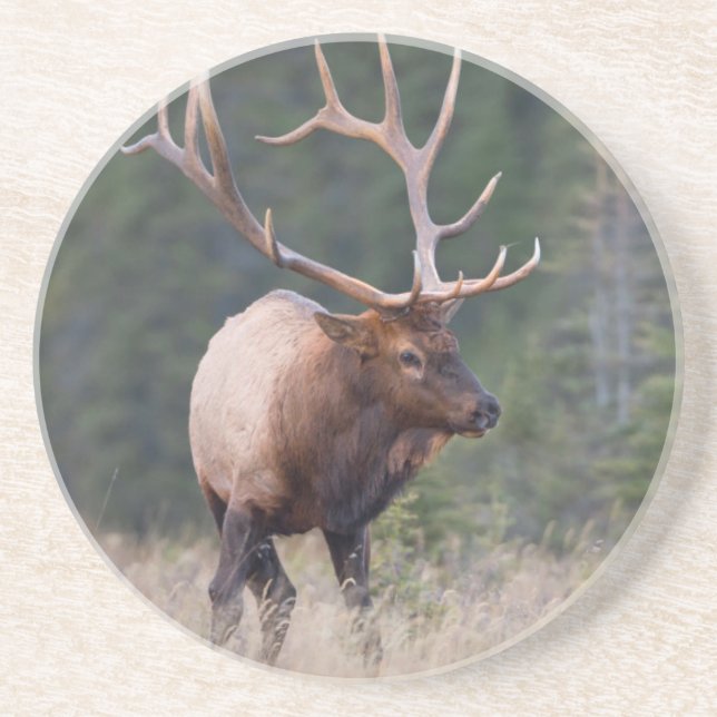 Wapiti från Klippiga bergen Underlägg (Framsidan)