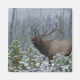 Wapiti-hane i snö som låter, bugglar, Yellowstone Magnet