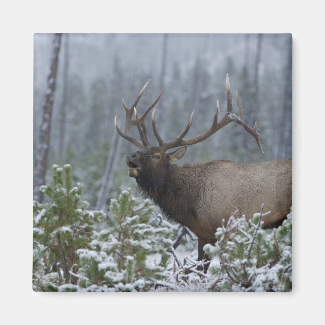 Wapiti-hane i snö som låter, bugglar, Yellowstone Magnet (Framsidan)