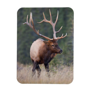 Wapiti Magnet