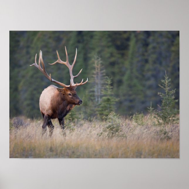 Wapiti Poster (Framsidan)
