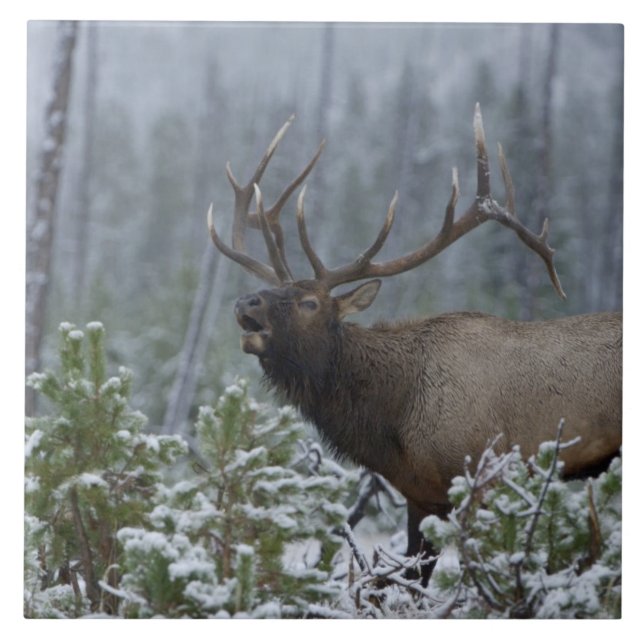 Wapiti-tjur i snö, brunstbrunst, Yellowstone Kakelplatta (Framsidan)