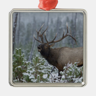 Wapiti-tjur i snö som larmar, Yellowstone Julgransprydnad Metall