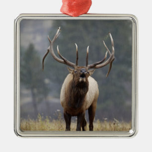 Wapiti tjuter, Yellowstone NP, Wyoming 2 Julgransprydnad Metall