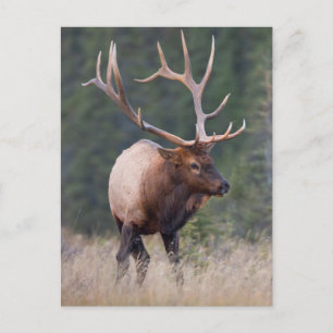 Wapiti Vykort