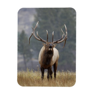 Wapitihane brunstskriker, Yellowstone NP, Wyoming  Magnet