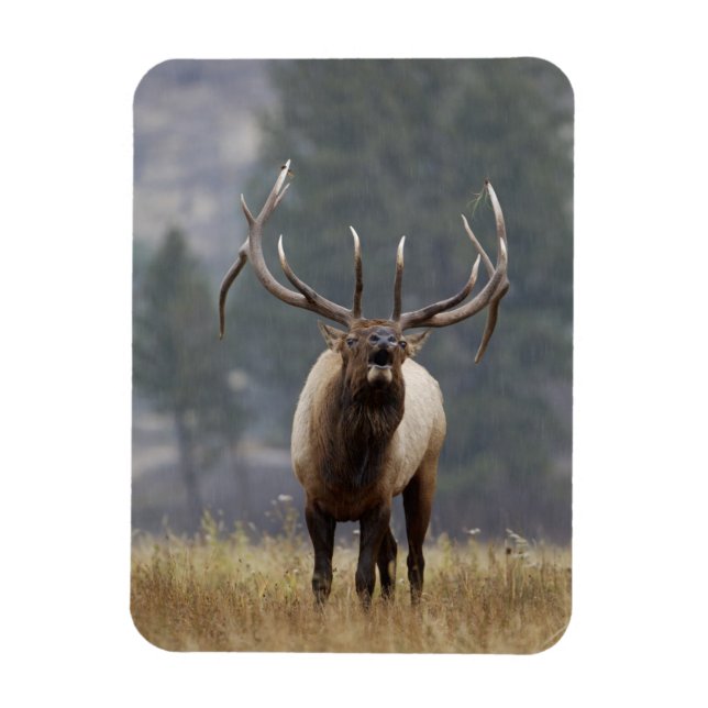 Wapitihane brunstskriker, Yellowstone NP, Wyoming  Magnet (Vertikal)