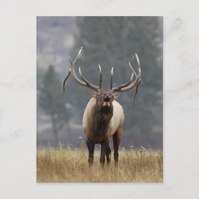 Wapitihane brunstskriker, Yellowstone NP, Wyoming  Vykort (Framsida)