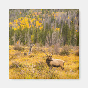 Wapitihane Rocky Mountain National Park Colorado Magnet