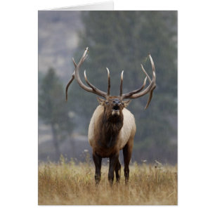 Wapitihjort buggar, Yellowstone NP, Wyoming 2 Hälsningskort