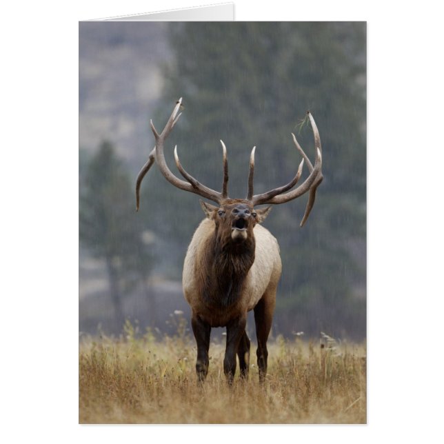 Wapitihjort buggar, Yellowstone NP, Wyoming 2 Hälsningskort (Framsidan)