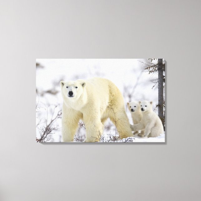 Wapusk National Park, Kanada. Canvastryck (Framsida)