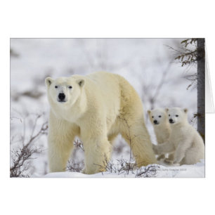 Wapusk National Park, Kanada. Hälsningskort