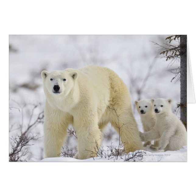 Wapusk National Park, Kanada. Hälsningskort (Framsidan Horizontal)