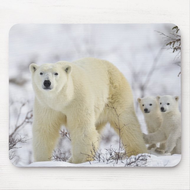 Wapusk National Park, Kanada. Musmatta (Framsidan)