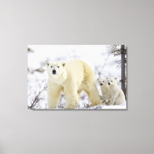 Wapusk nationalpark, Kanada Canvastryck