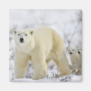 Wapusk nationalpark, Kanada Magnet