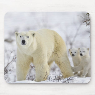 Wapusk nationalpark, Kanada Musmatta