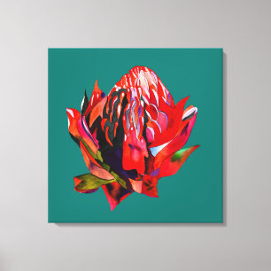 Waratah Australian, ursprungsblommans vattenfärg Canvastryck