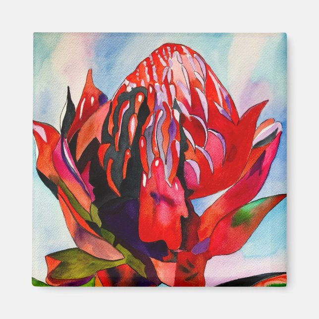 Waratah Australian, ursprungsblommans vattenfärg Magnet (Framsidan)