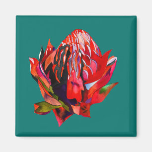Waratah Australian, ursprungsblommans vattenfärg Magnet