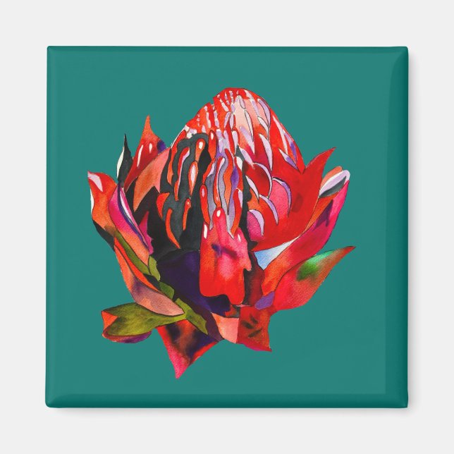 Waratah Australian, ursprungsblommans vattenfärg Magnet (Framsidan)
